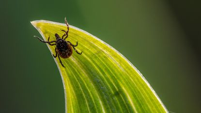 A tick on a curling green leaf