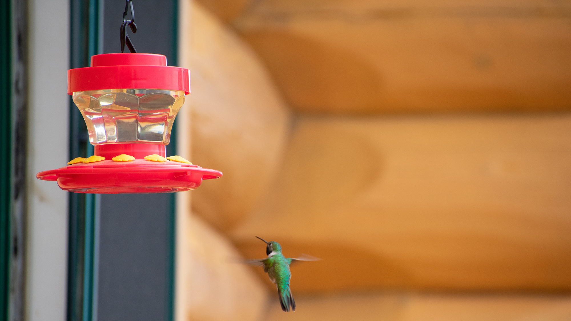 Hummingbird feeder near window