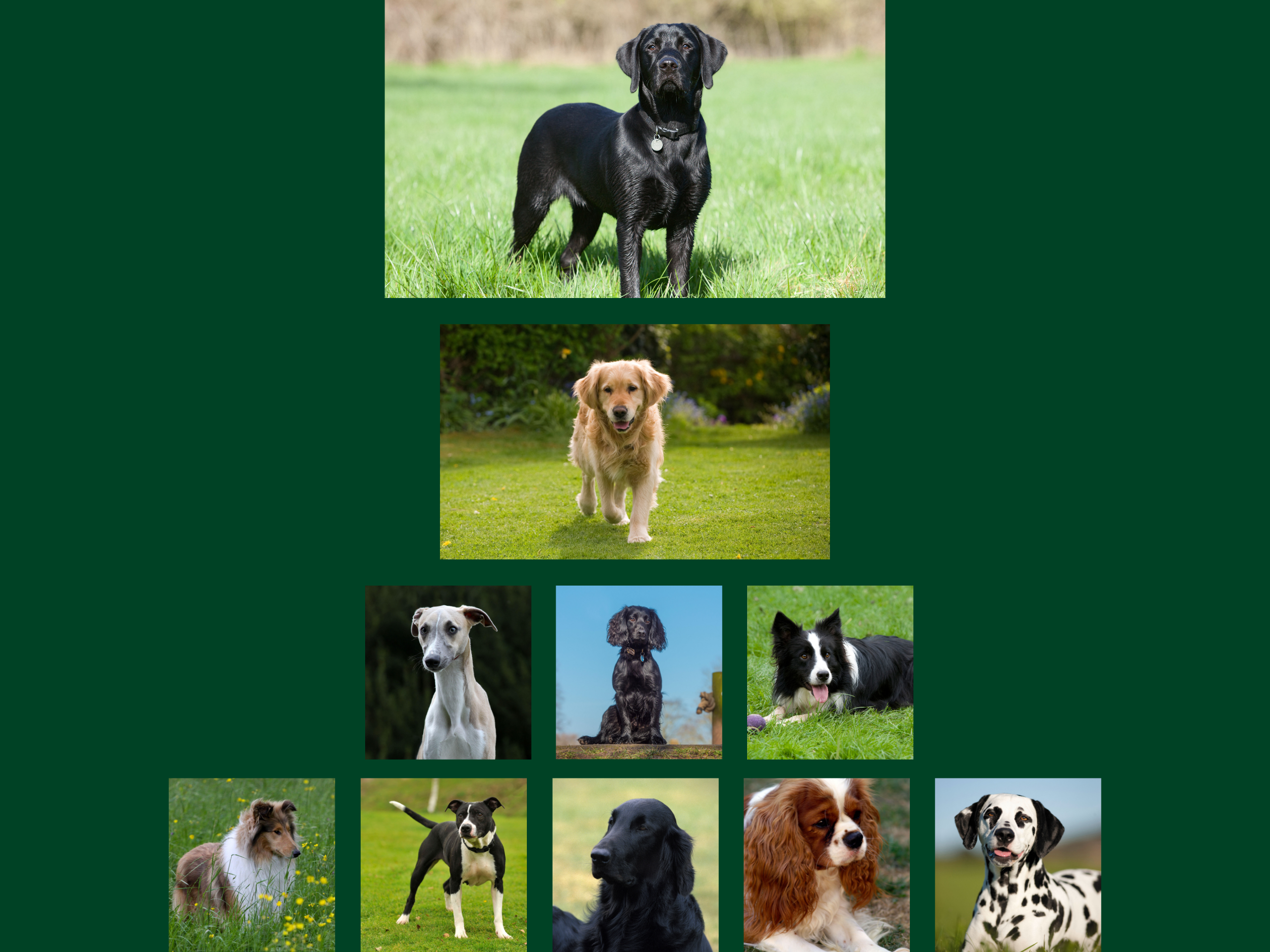 A collage of popular dog breeds set against a green background, including a labrador retriever, golden retriever, whippet, cocker spaniel, border collie, flat-coated retriever, Cavalier King Charles spaniel, dalmatian, Shetland sheepdog and Staffordshire bull terrier.