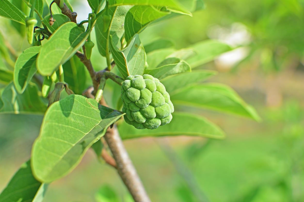 Green Cherimoya Tree