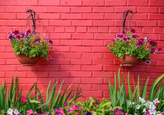 hanging basket ideas: two baskets in front of bright pink wall