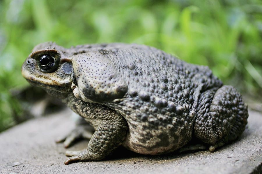 Toad skins were once used as hallucinogenic drugs