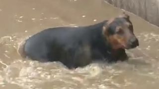 Dog rescued from Los Angeles River