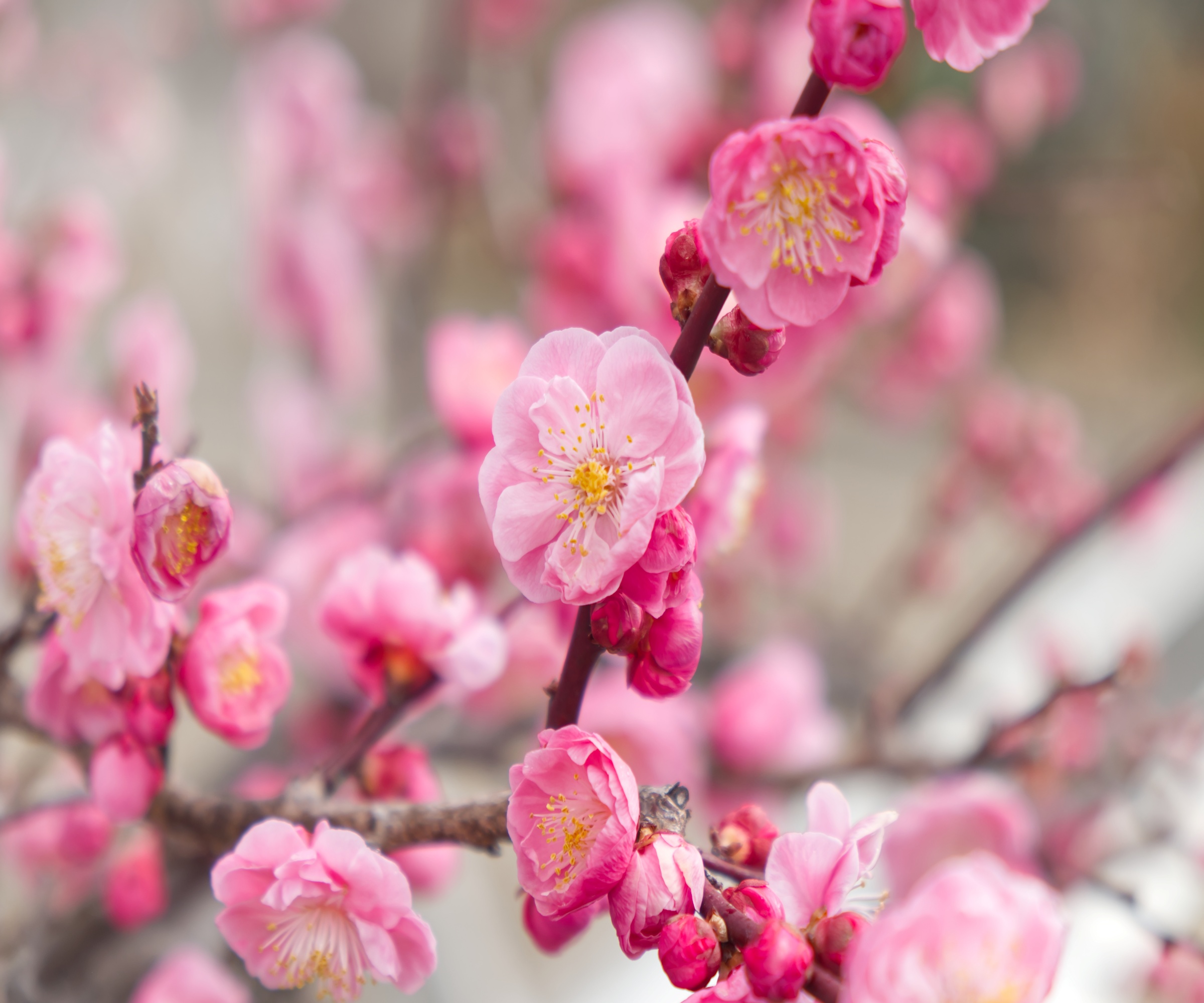 Deep pink plum blossom in spring