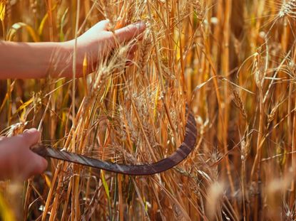 Two hands harvest wheat with a sickle