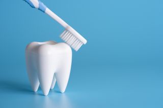 A toothbrush and a tooth, showing good brushing technique
