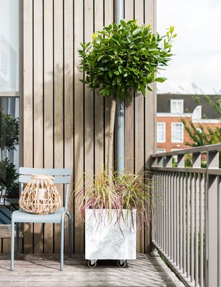 A decked terrace with a bay box tree with shrubs underneath
