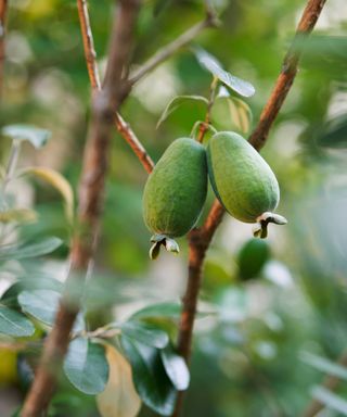 pineapple guavas growing on tree