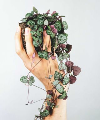 person holding a Ceropegia Woodii plant