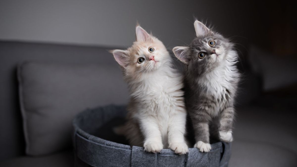 How to introduce kitten to cat: Two cats tilting their head to the side