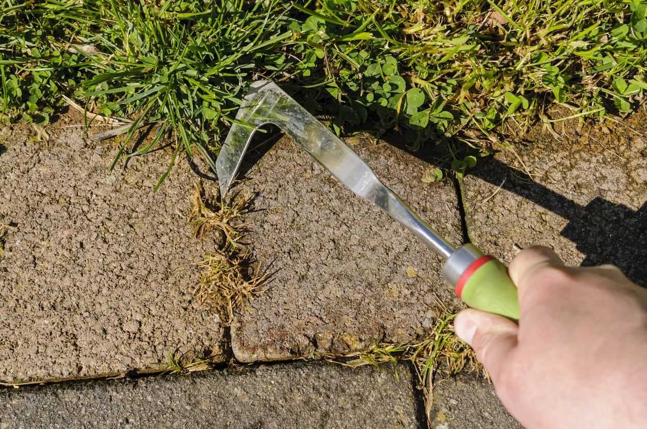 Person Using A Patio Knife For Weeding Between Garden Bricks