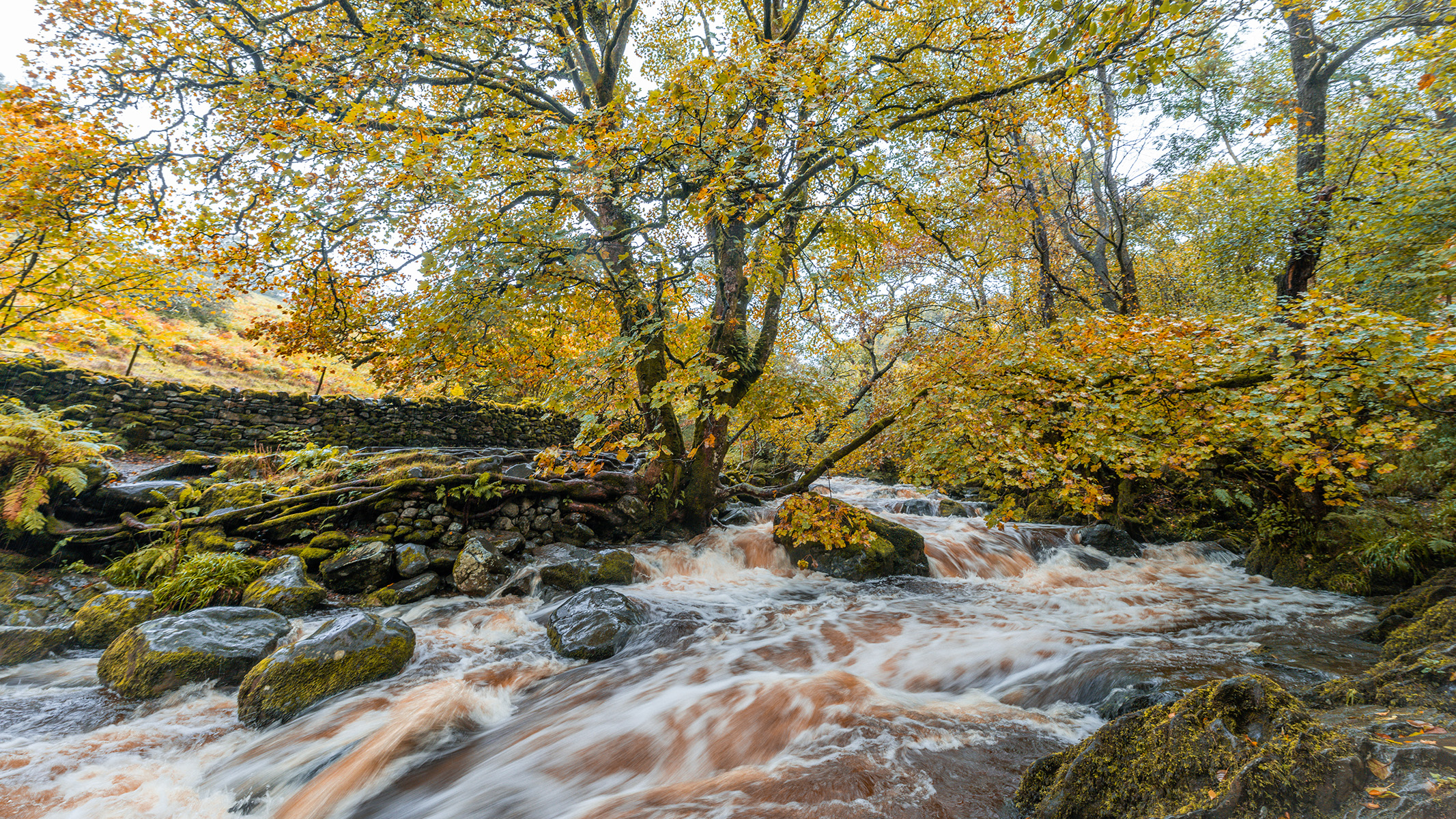 A sample image showing a stream running through trees with golden leaves — taken with the Sony A1