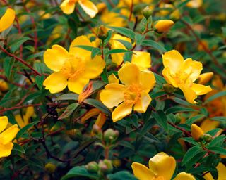 yellow flowers of Hypericum 'Hidcot' or St John's Wort