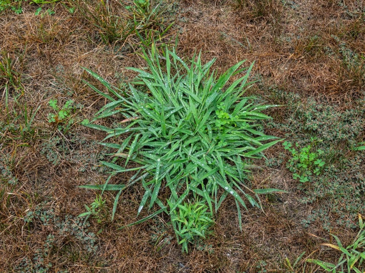 Broadleaf Signalgrass Weeds