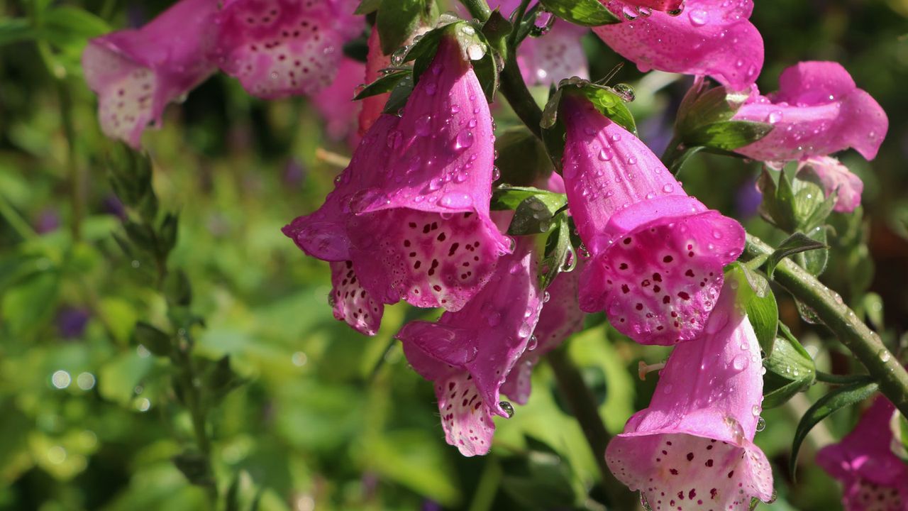 foxgloves in bloom after watering