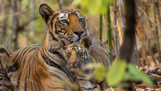 Disneynature’s TIGER - Tiger mum with cub. Photo by Yashpal Rathore. ©2024 Disney Enterprises, Inc. All Rights Reserved.