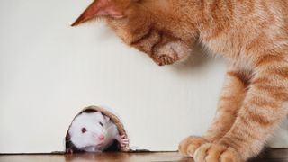 do cats eat mice