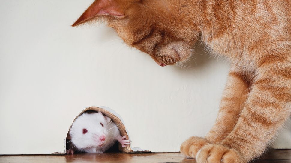 Do cats eat mice? And is it it bad for them? PetsRadar