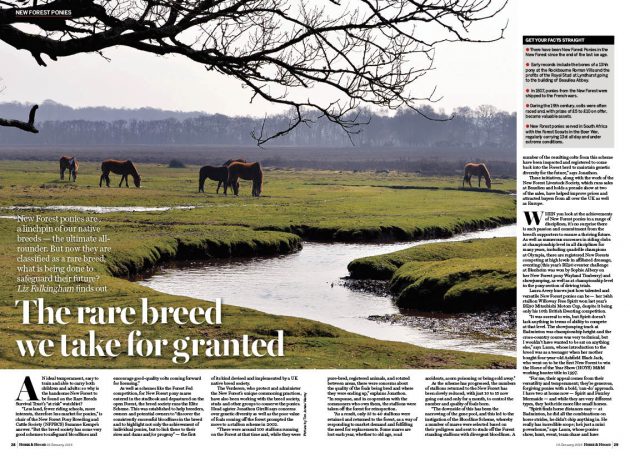 FT-3pp-Rare-breeds-New-Forests-e1516107882662.jpg
