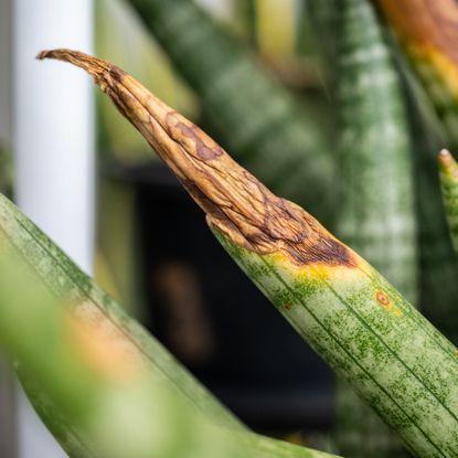 Brown and rotted tip of snake plant leaf