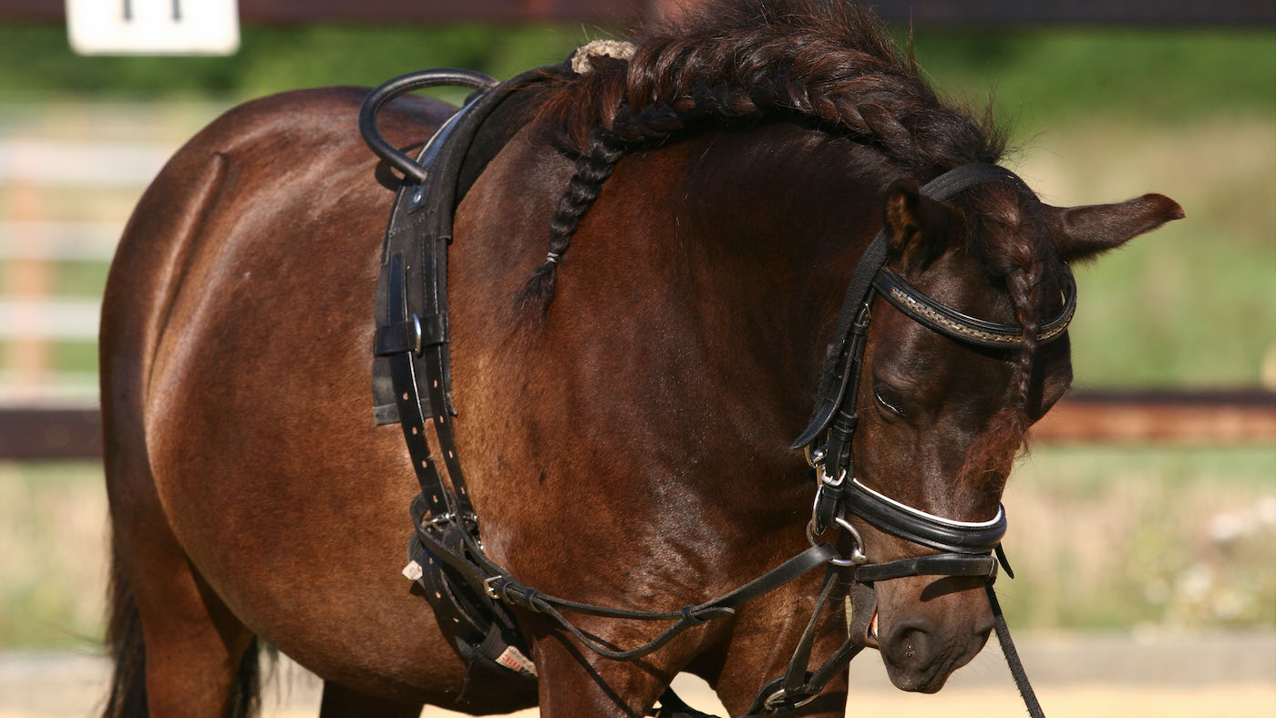 Lunging-pic.jpg