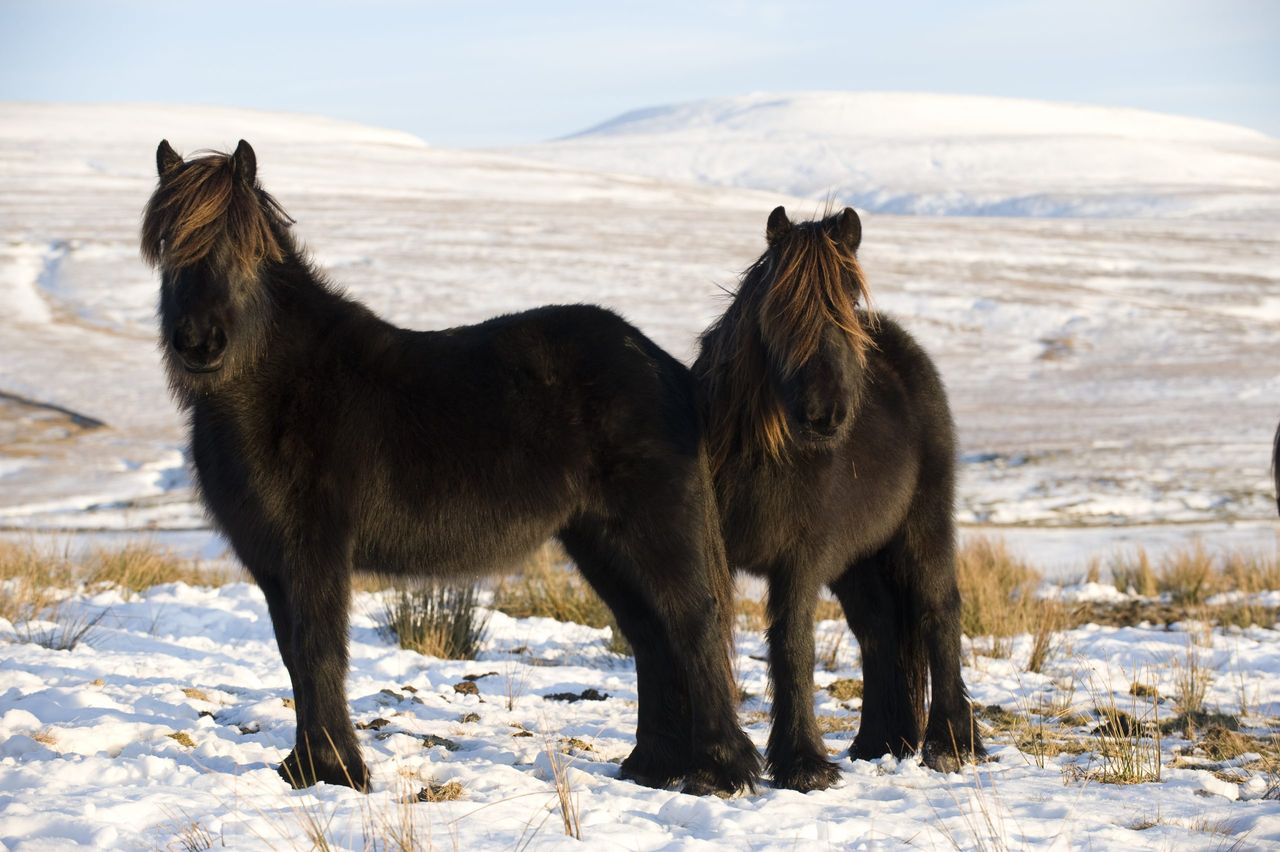 Fell ponies grazing among snow on high moorland. Wld Boar Fell in background. Ravenstonedale - Cumbria. (Photo by: Wayne Hutchinson/Farm Images/Universal Images Group via Getty Images)