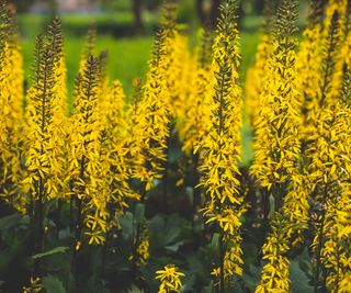 ligularia flowers in bloom in garden display