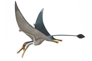 <i>Rhamphorhynchus muensteri</i> is a dagger-toothed pterosaur from the Late Jurassic