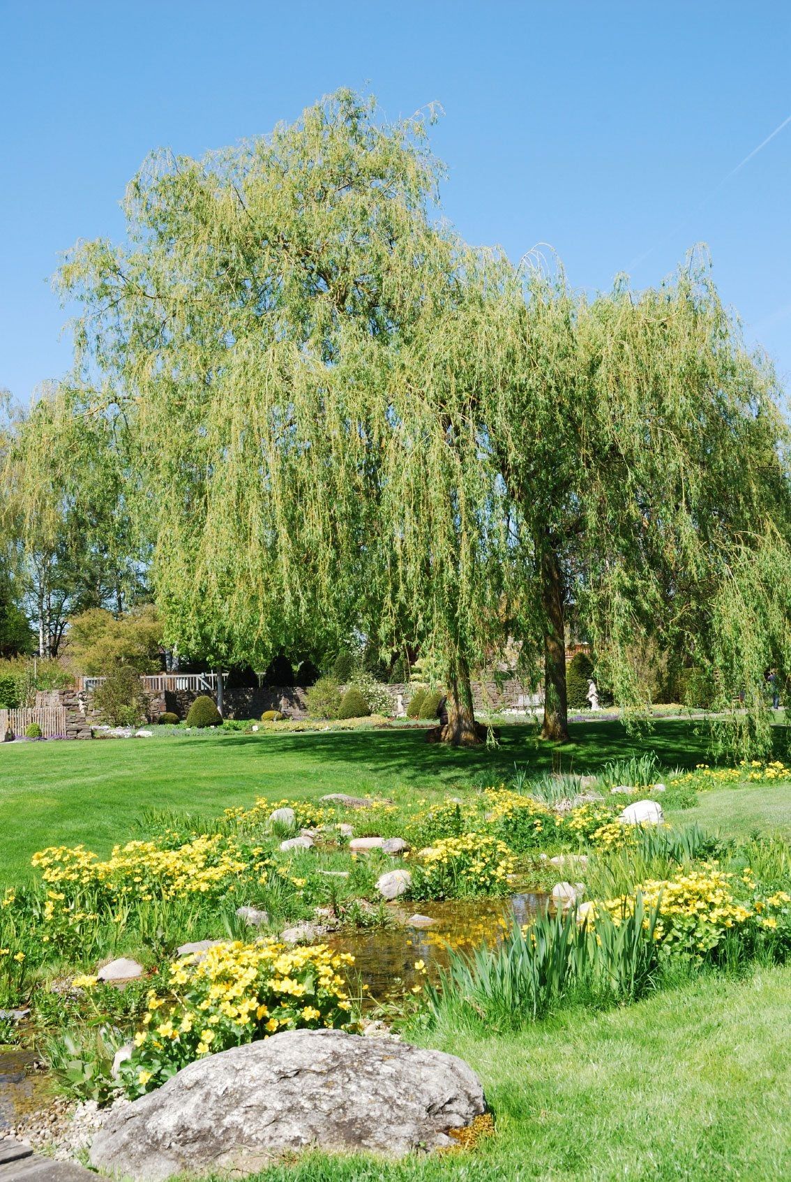 Large Weeping Trees Near A Flower Garden