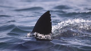 Great White Shark, Carcharodon carcharias, dorsal fin in Water, South Africa