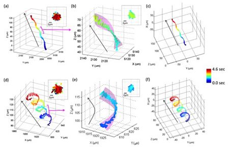 sperm, AydoganOzcan, 3D microscope, hologram