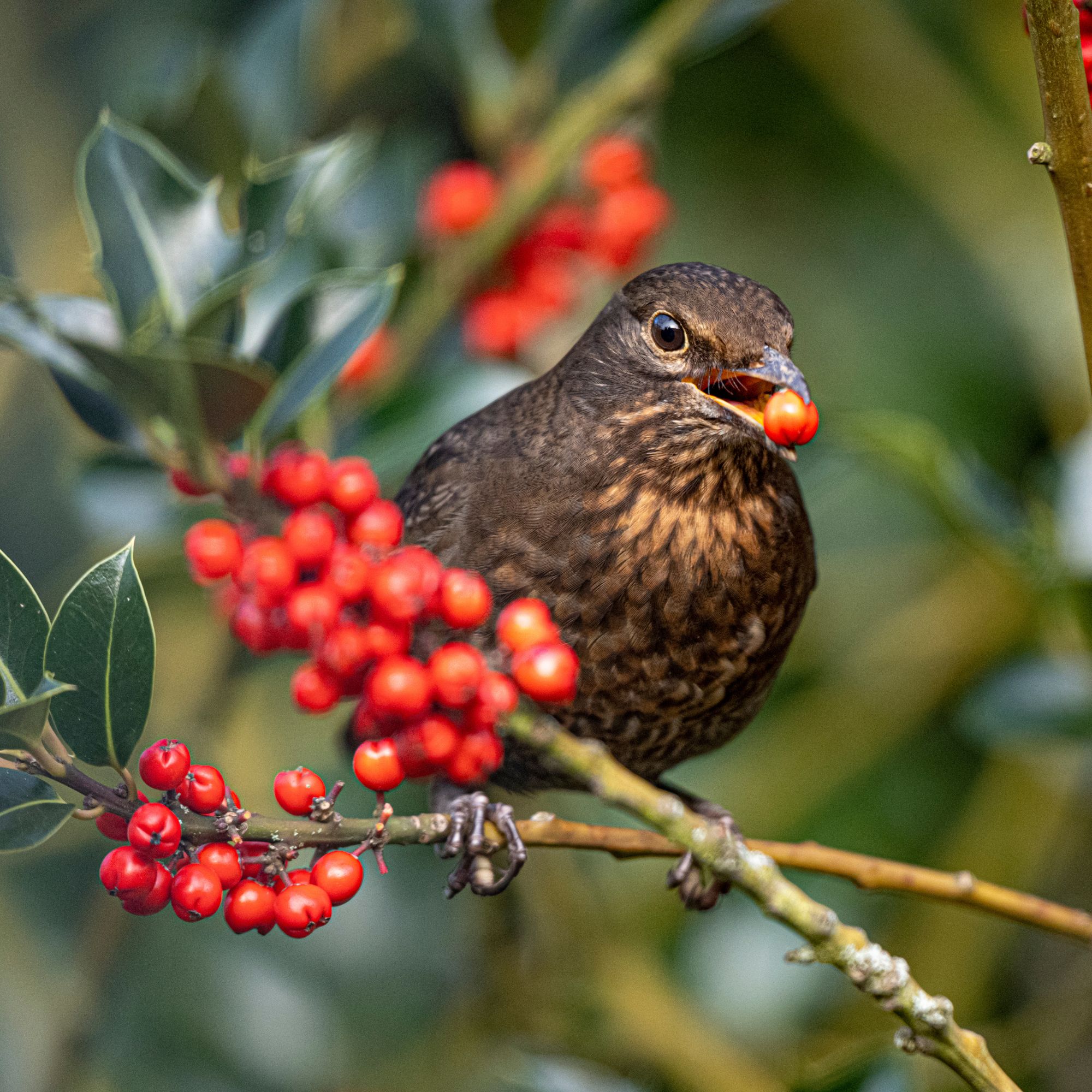 rowan tree with bird