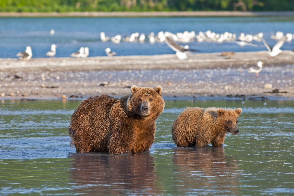 Two brown bears hunt on Russia&#039;s Kamchatka Peninsula. 