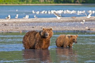 Two brown bears hunt on Russia's Kamchatka Peninsula. 
