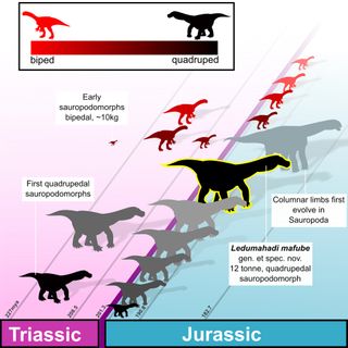Which sauropodomorph dinosaurs stood on four legs? This graphic shows how flexed limbs evolved several times during the Mesozoic era.