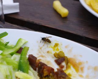wasp on a plate of food outdoors