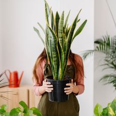 Woman holding snake plant