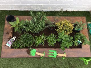 outdoor herb garden for kids