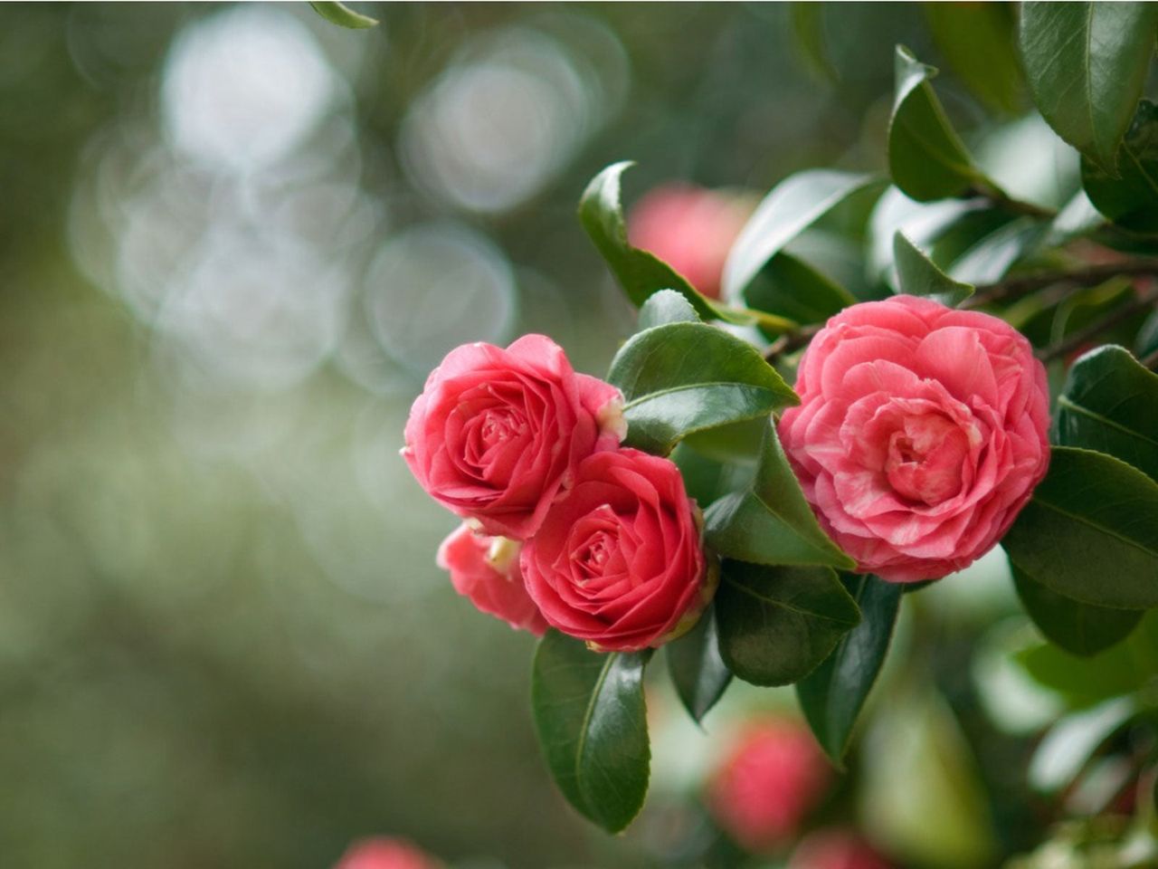 Camellia Plant