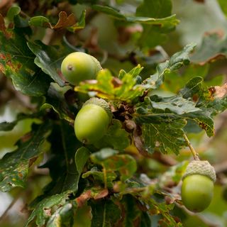 the oak tree with fruit and leaves