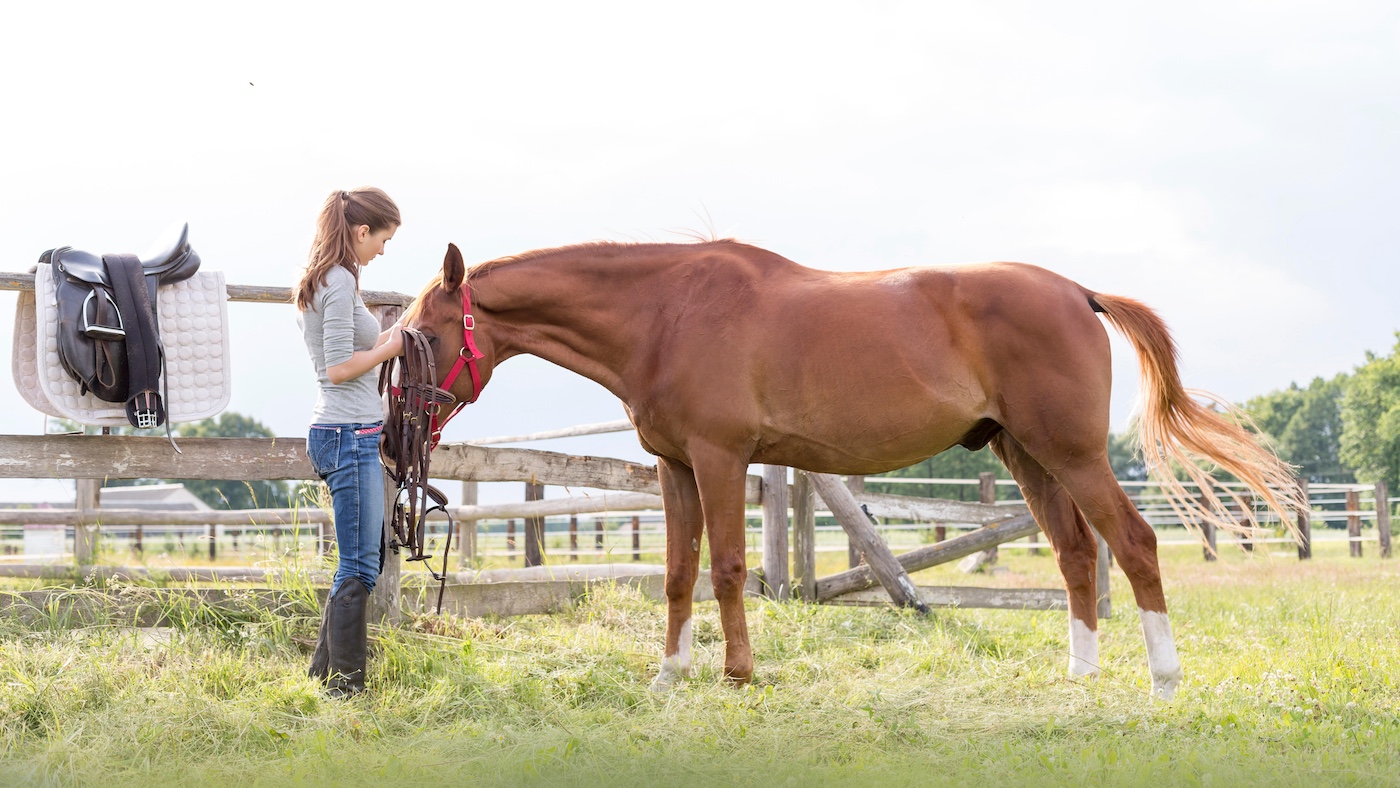 F4W949 Woman preparing horse for horseback riding in rural pasture