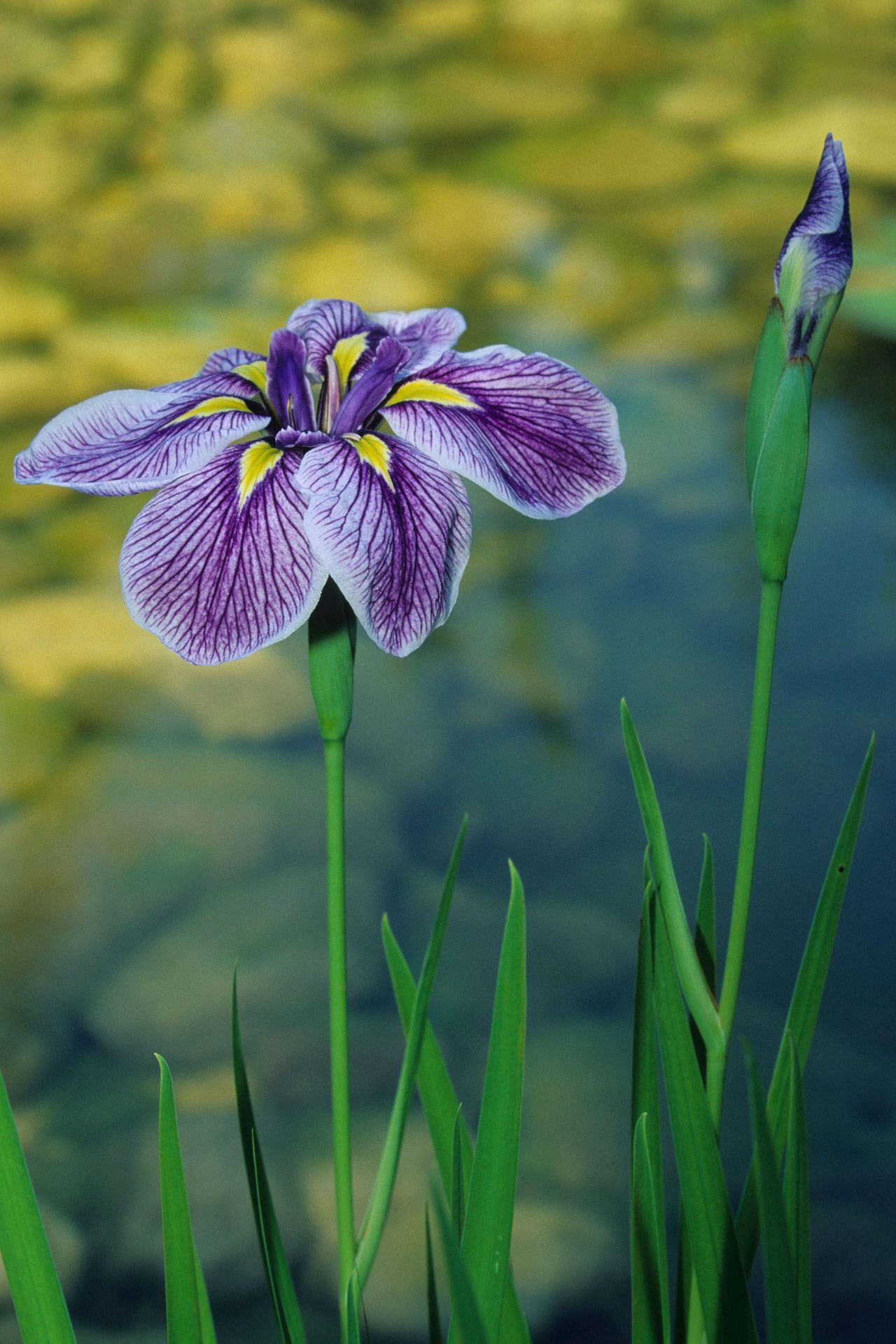 Capitol Dandy or Japanese Iris (Iris kaempferi) in a garden pond.