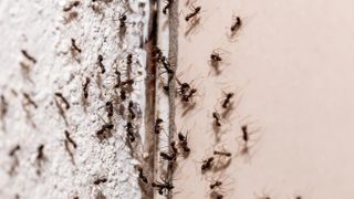 Ants crawling through a crack in the wall