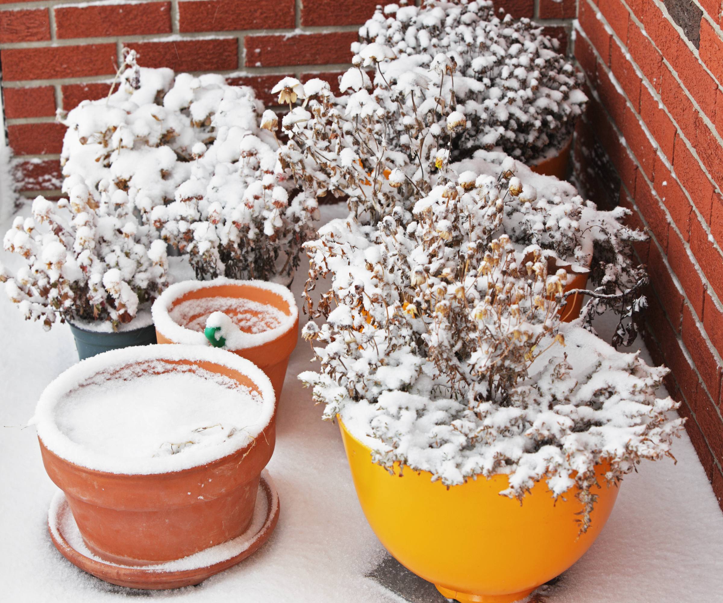 Many potted plants huddled in a corner in the snow
