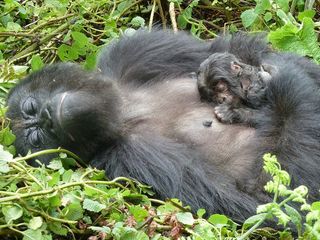 Mountain gorillas usually travels in troops.
