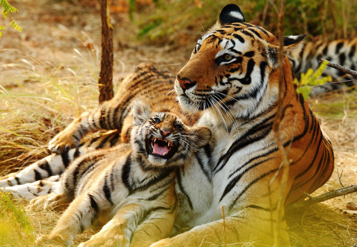 Counting Tigers: A Survival Special