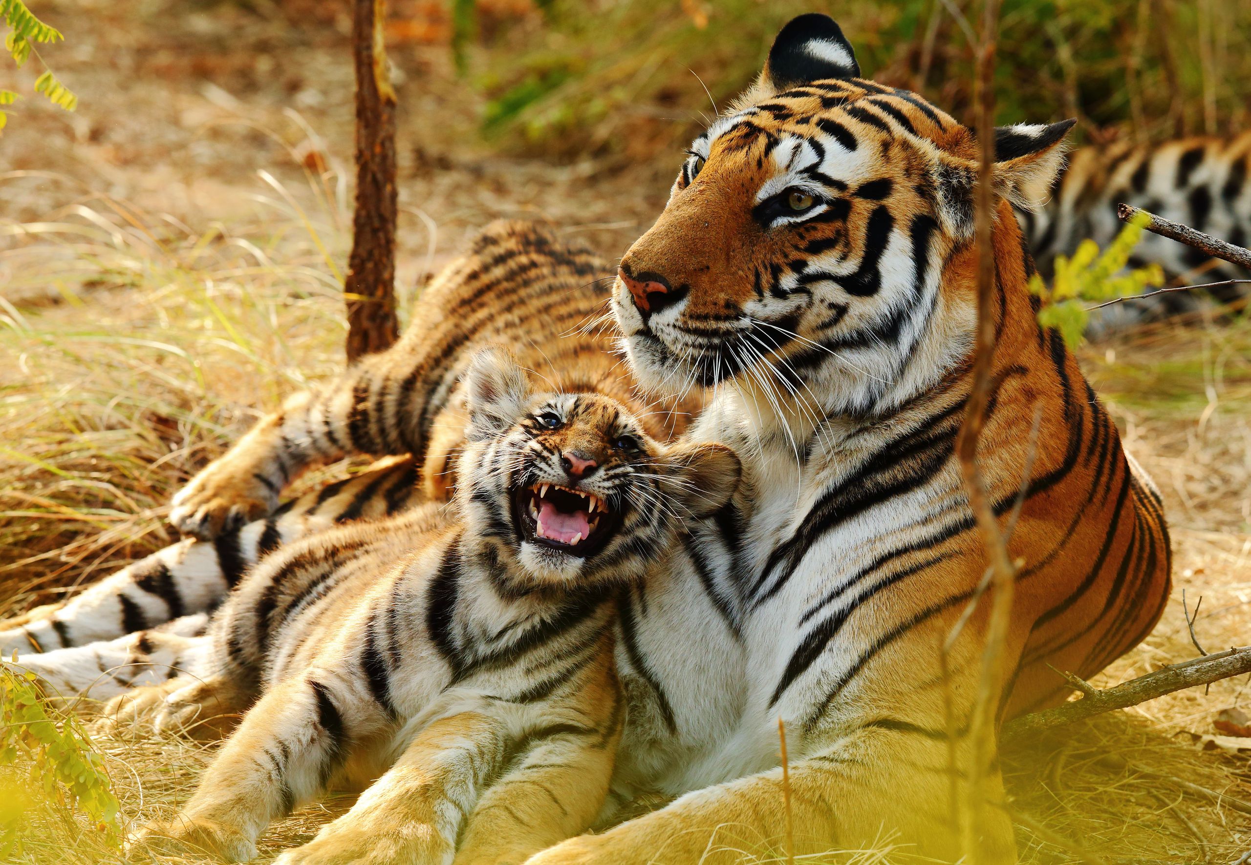 Integer Tiger Counting Tigers: A Survival Special – ITV | What to Watch