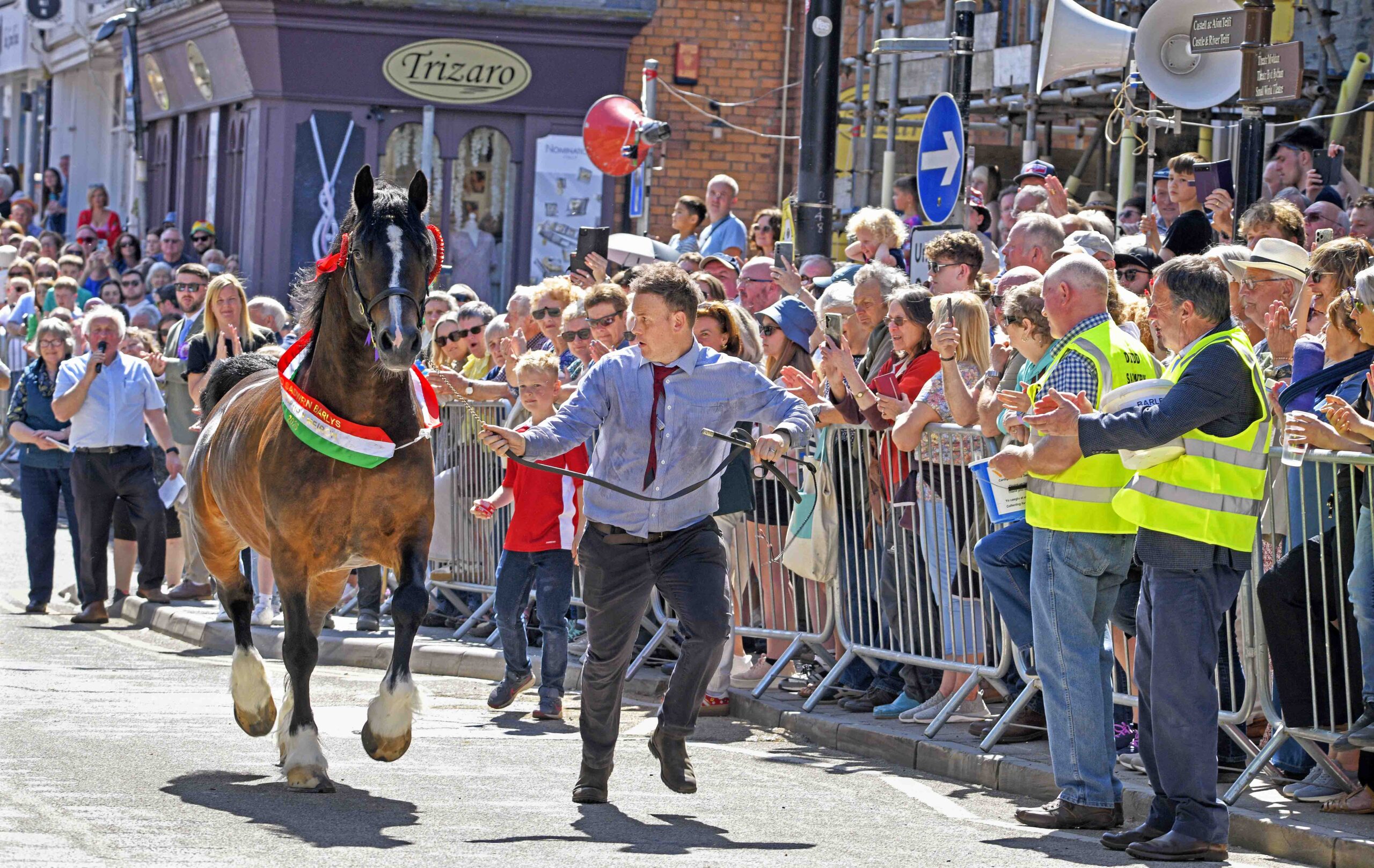 Ionos Elwyn is led through Cardigan's streets by handler Daniel Hughes at the 2026 Barley Saturday