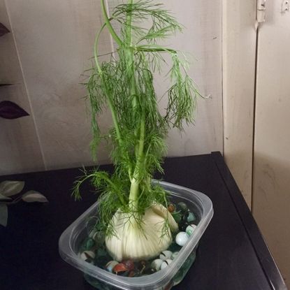 Fennel Growing Indoors In A Container With Water