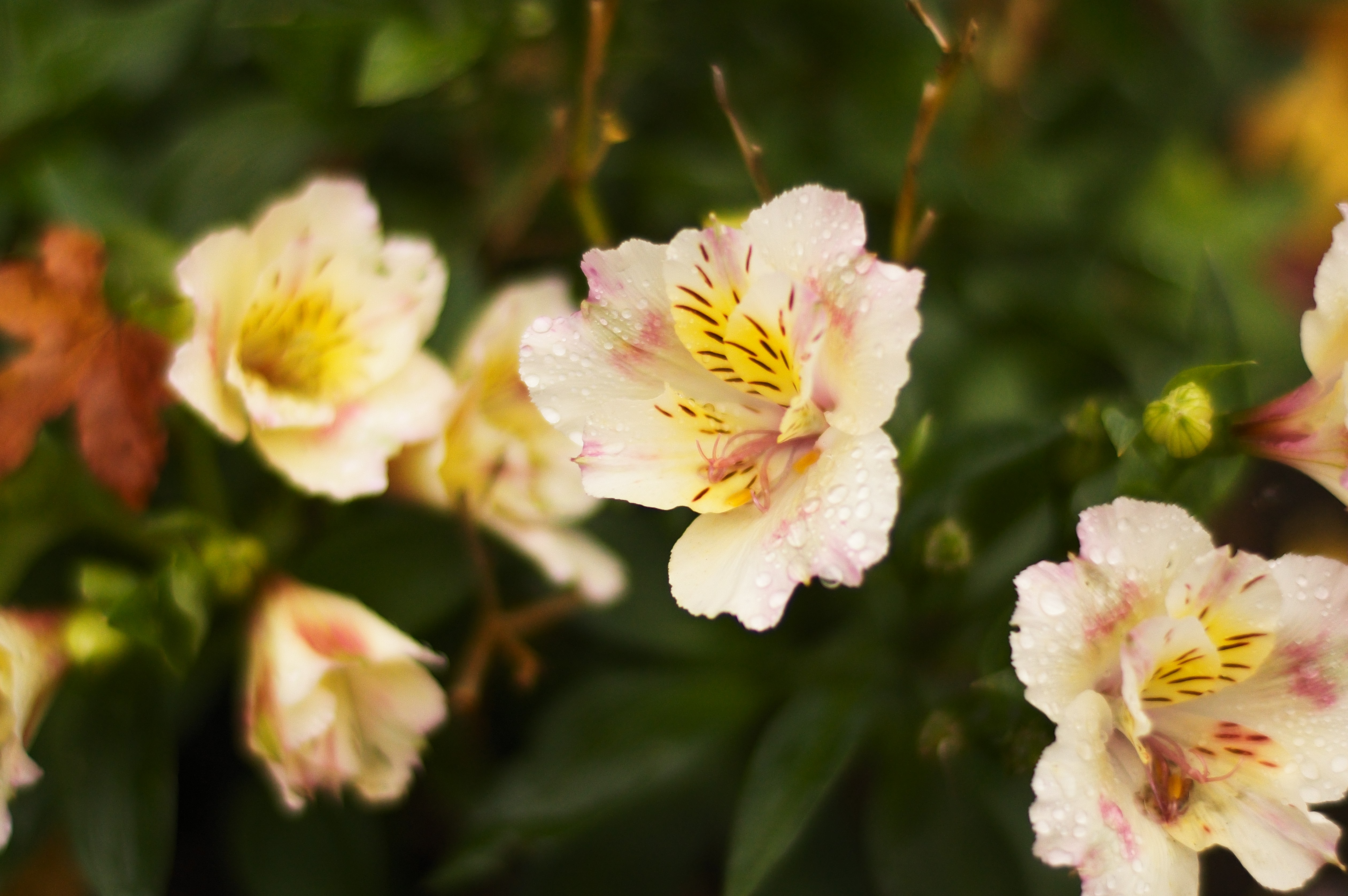 Images captured using the Leica M-EV1 by Sam Cross